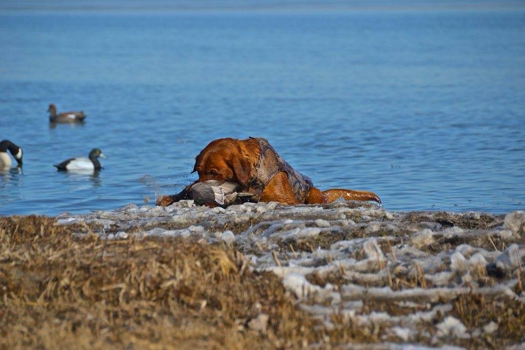 Fox red retriever reaching the drake redhead at the water's edge