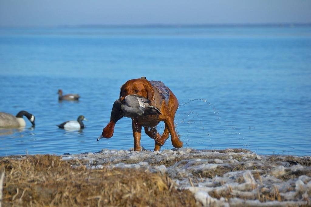Retriever turning back toward the blind with the redhead in his mouth
