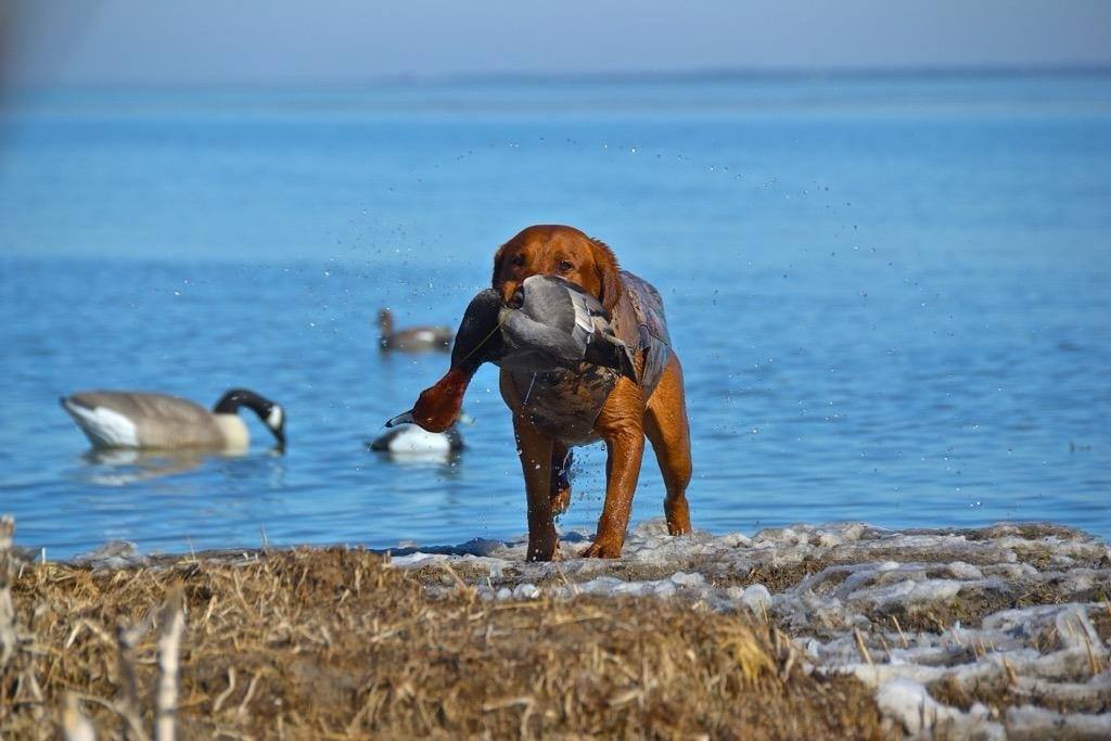 Retriever coming up out of the water carrying the drake redhead past the decoys